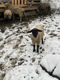 Продам овечки суффолки