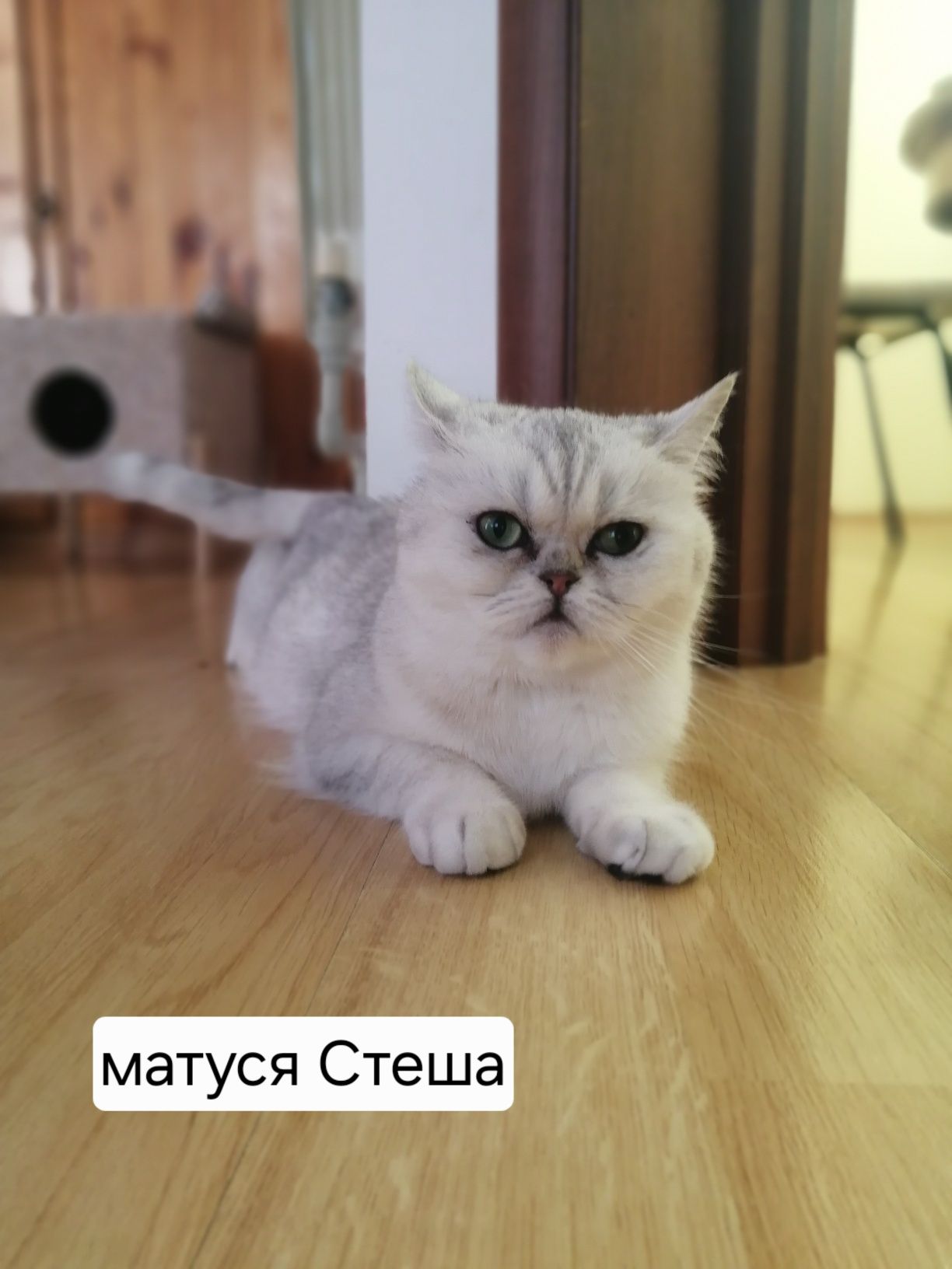 Кошенята срібна  шиншила