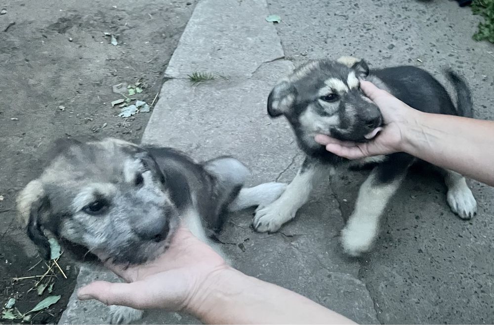 Щеночки ищут дом