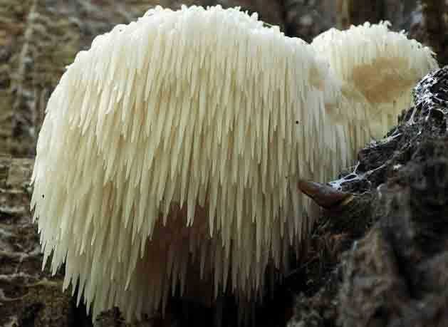 Мицелий на брусочках  Гериция шиповатого (Ежовика гребенчатого)