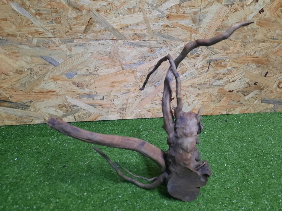 Korzeń do akwarium Red Moore Wood nr 885 o wymiarach 31/12/26