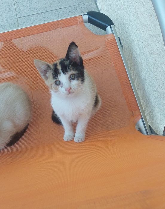 Gatinhos para adoção (Braga)