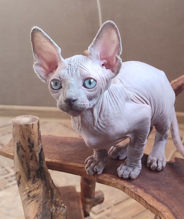 Котенок сфинкс мальчик