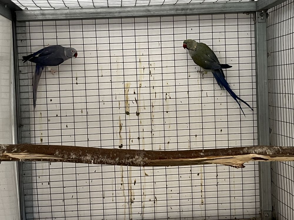 Ring necks adultos