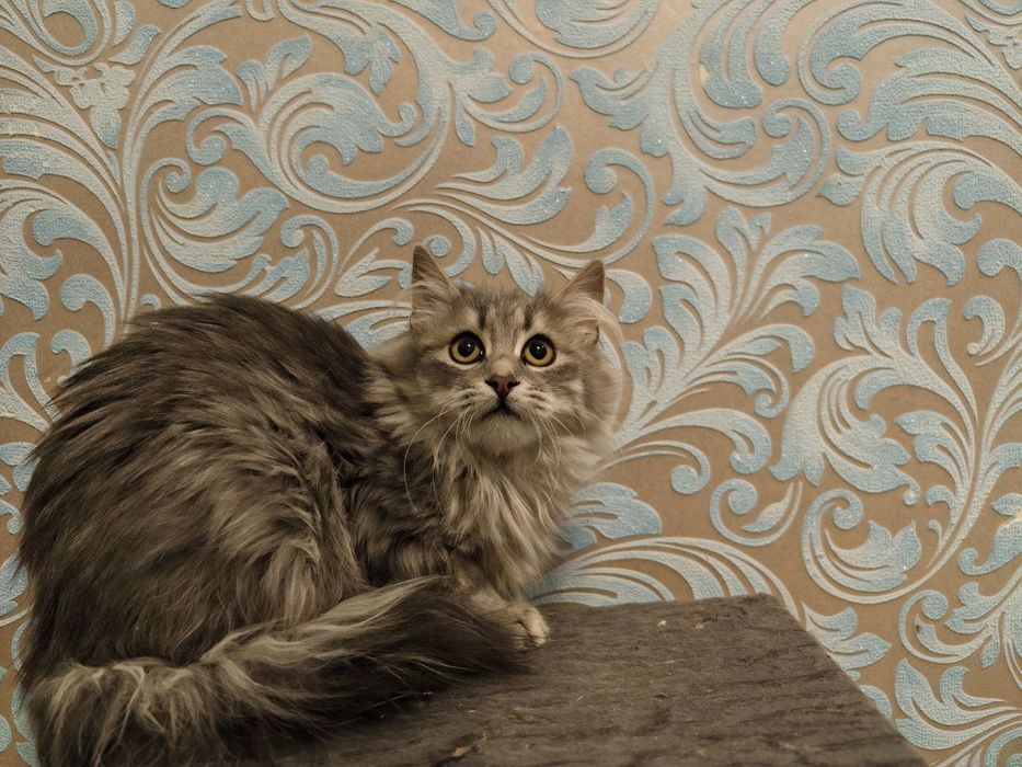 Кішечка 5 місяців чекає на свою домівку