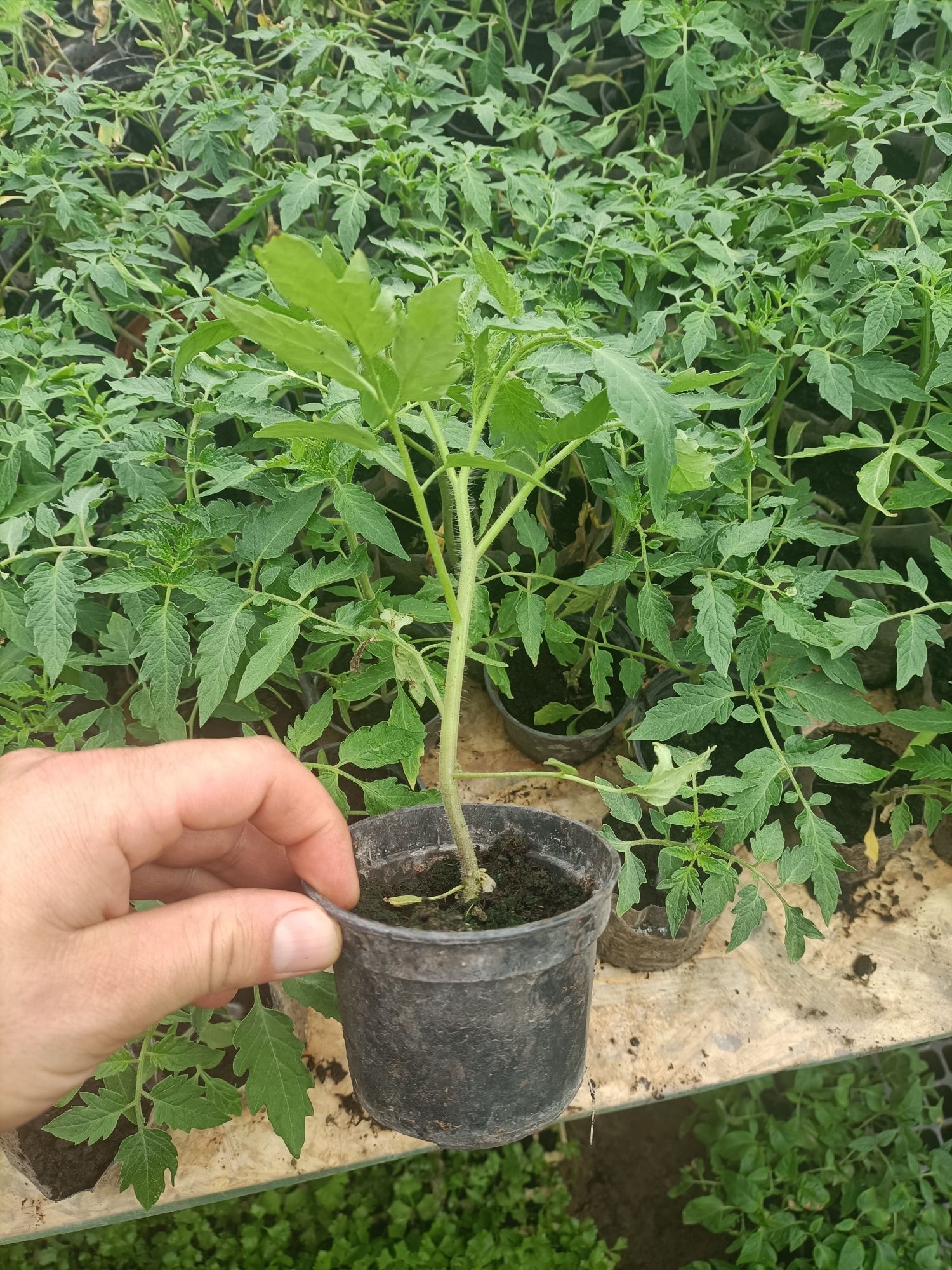 pomidor malinowy ożarowski