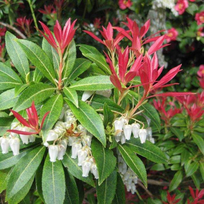 Pieris japoński 'FUGA'