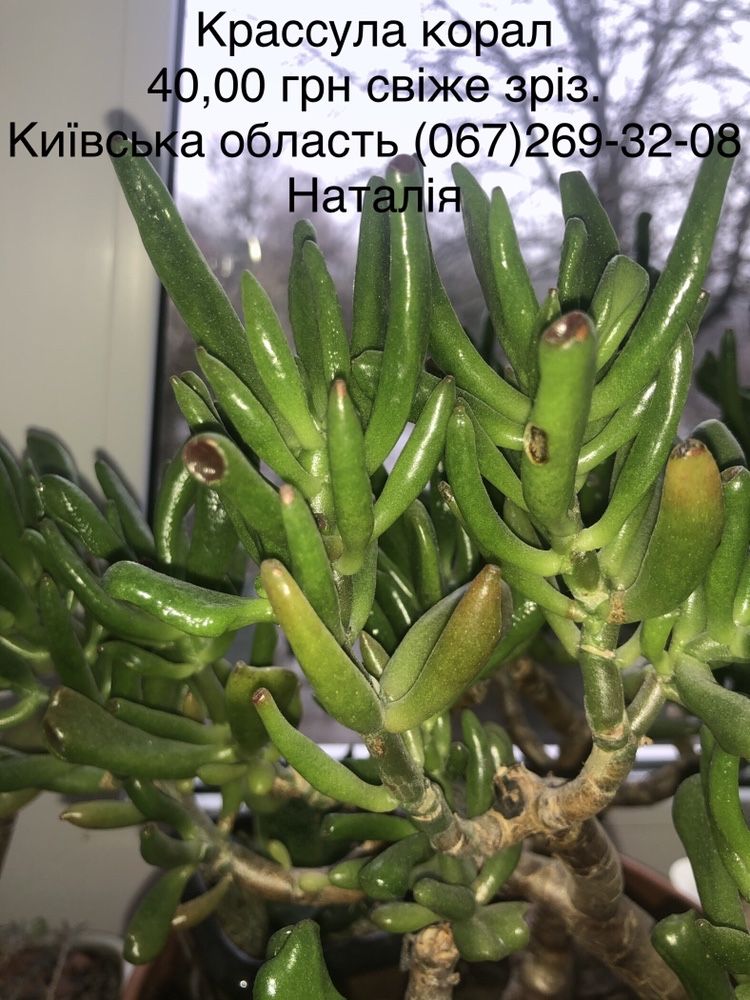 Крассула види, товстянка, грошове дерево. Горщики