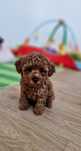 Pudel toy,  red-brown,  suczka