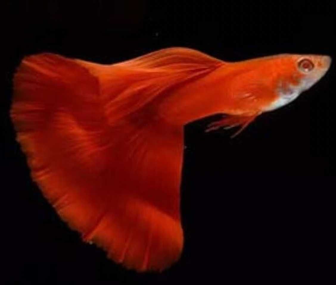 Gupik Full Red Albino - PARY - Sklep Zoologiczny ALTUM