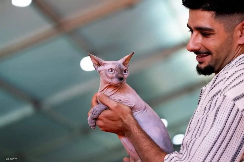 Gatinha Sphynx Adulta