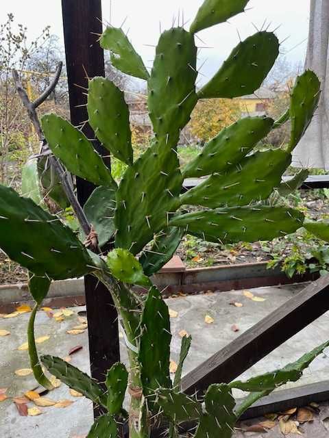 КАктус взрослый ..