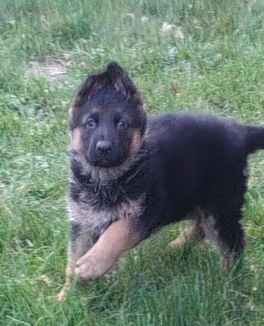 Owczarek Niemiecki -szczeniak piesek