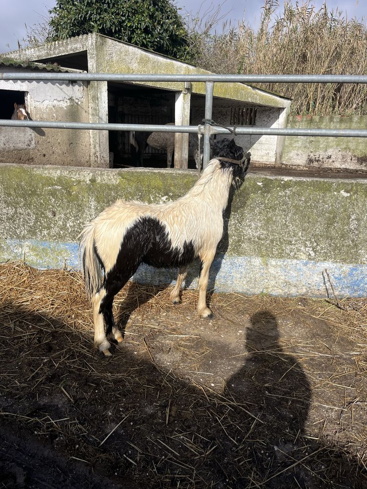 Ponei welsh 1 ano