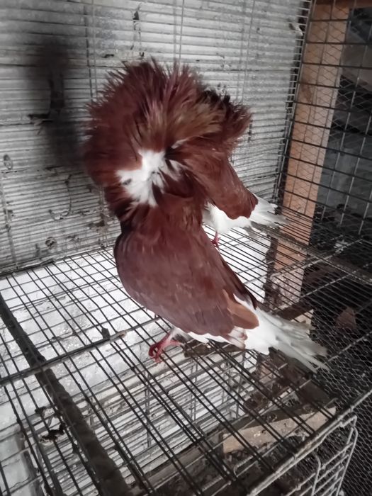 Perukarze różne kolory