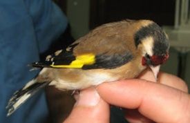 Vendo boas aves lindas