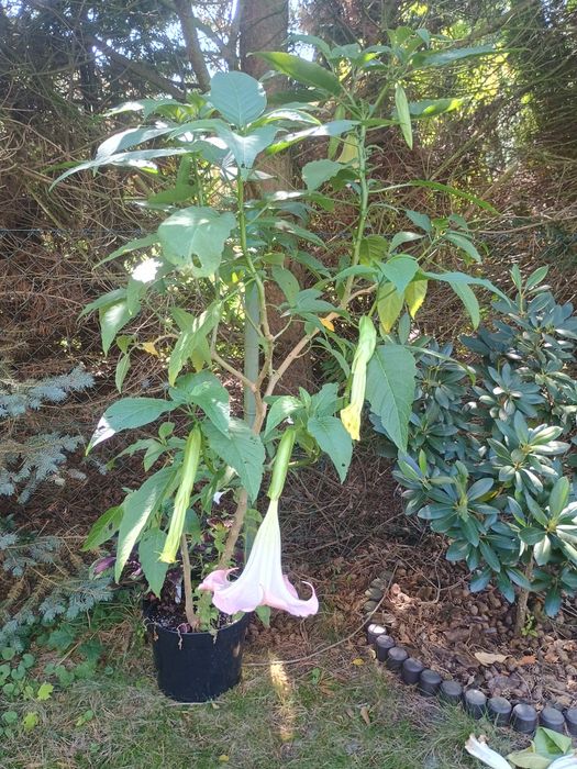 Brugmansja różowa duże drzewka
