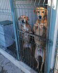 Irmãos lindos para adoção responsável