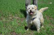 Biały Miedarski York do adopcji