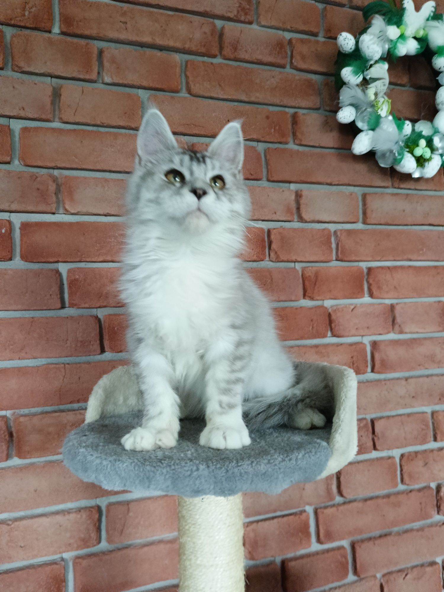 Piękny kocurek Maine Coon