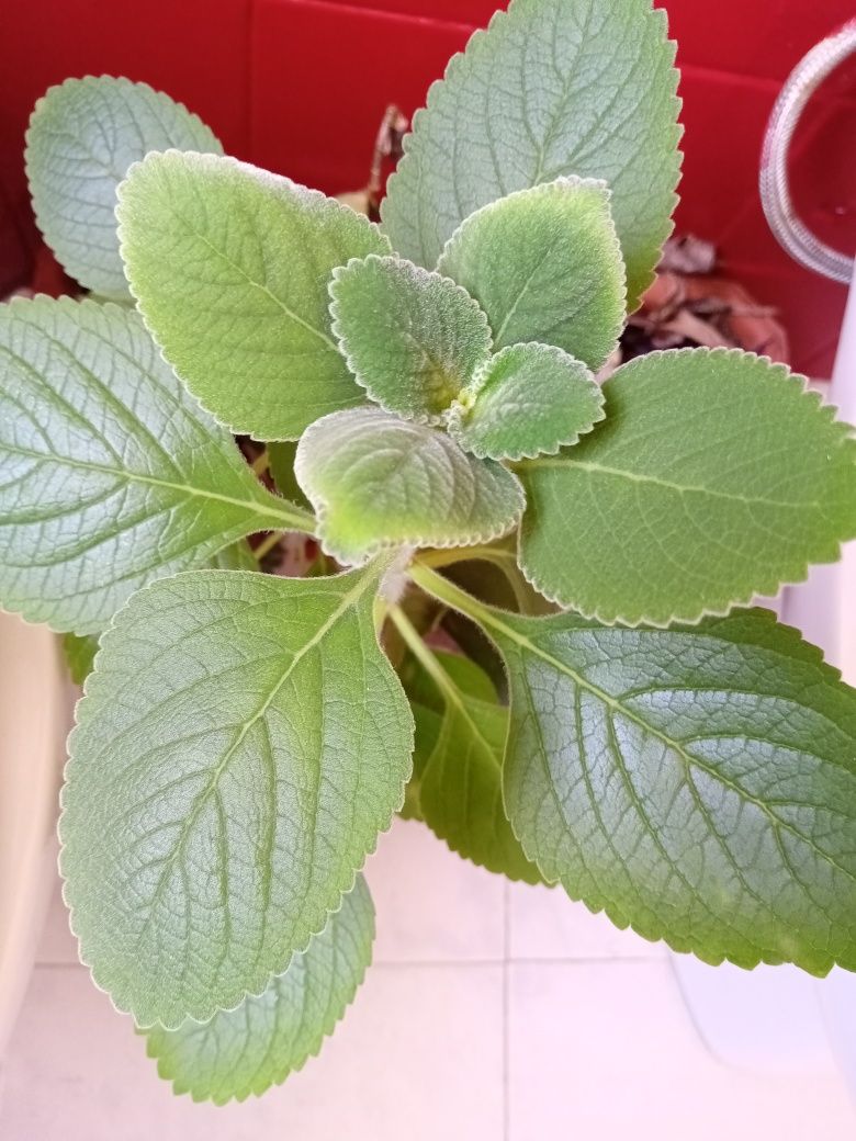 Planta natural Boldo, auxilia a digestão elimina gorduras
