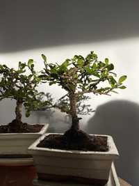 Zestaw mlodego bonsaisty, drzewko bonsai, idealny prezent
