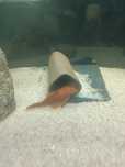 Casal ancistrus adulto