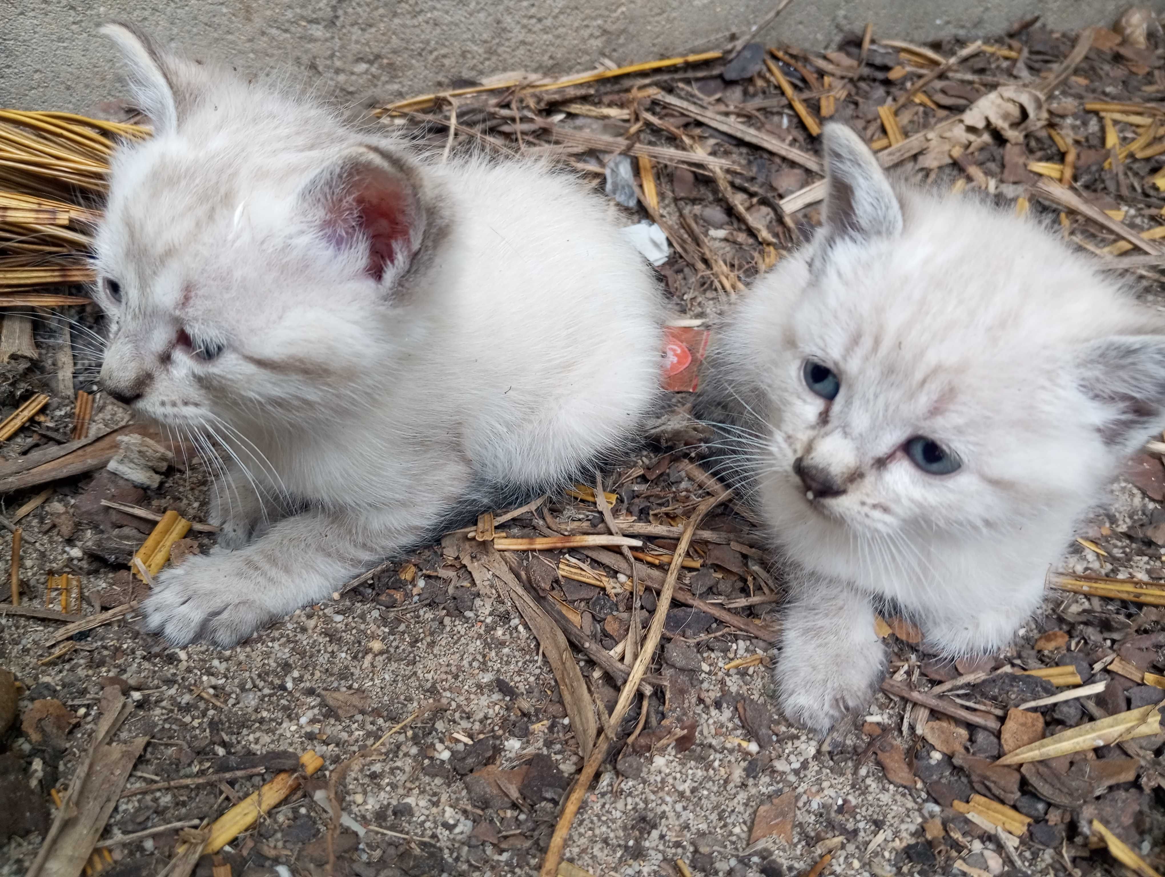 Gatinhos para adoção