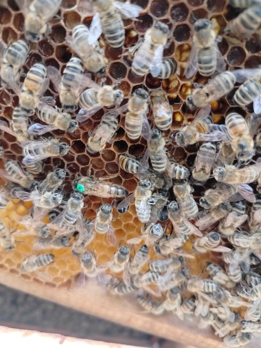 Odkłady pszczele ramka Wielkopolska Pszczoły Krainka Alpejka Hinder