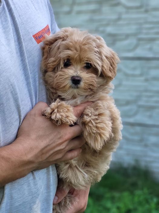 Самі кращі цуценята мальтіпу ф1 мальтипу.  Телефонуйте,  пишіть. Розпо