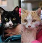 Kociaki do pilnej adopcji !!! Szukamy dobrych domów