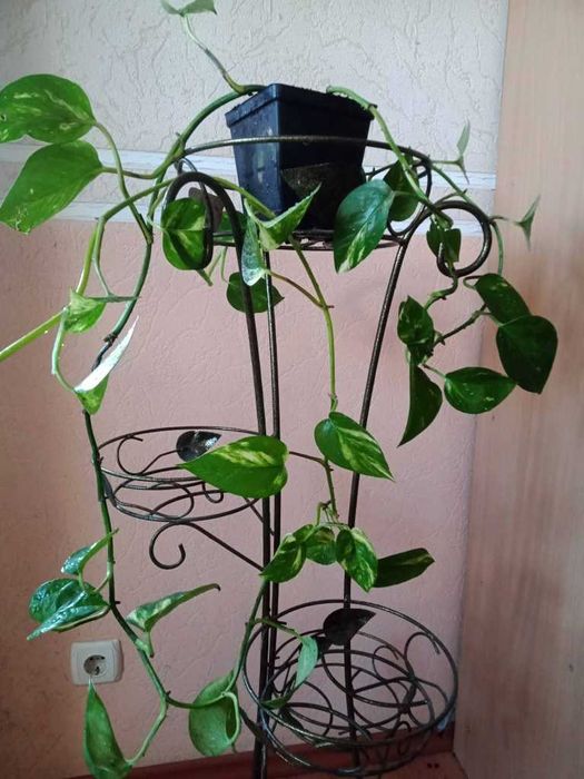 Епіпремнум (сциндапсус) з горщиком