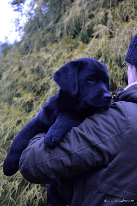 Labrador Retriever, metryka ZKwP (FCI)