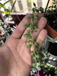 Varias plantas suculentas - colares