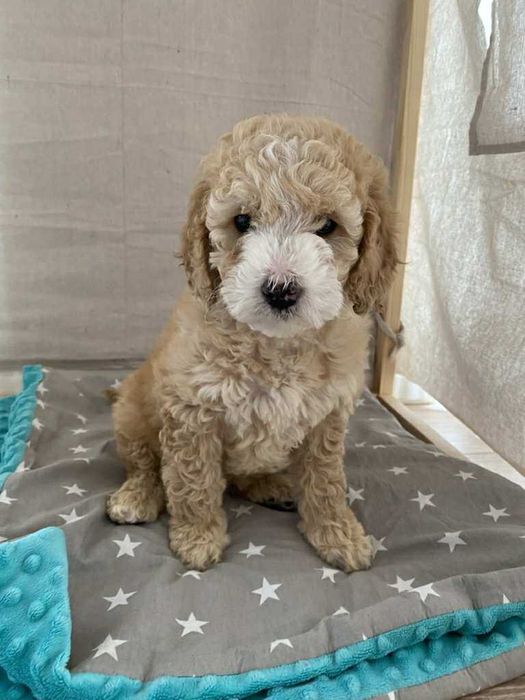 Goldendoodle F1 – śliczny chłopczyk