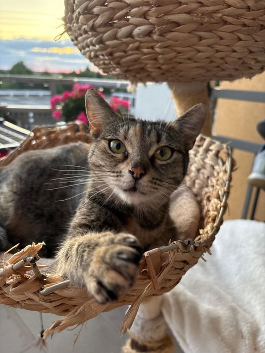 Burcia kotka o aksamintnym futerku, wykastrowana, testy felv fiv ujemn