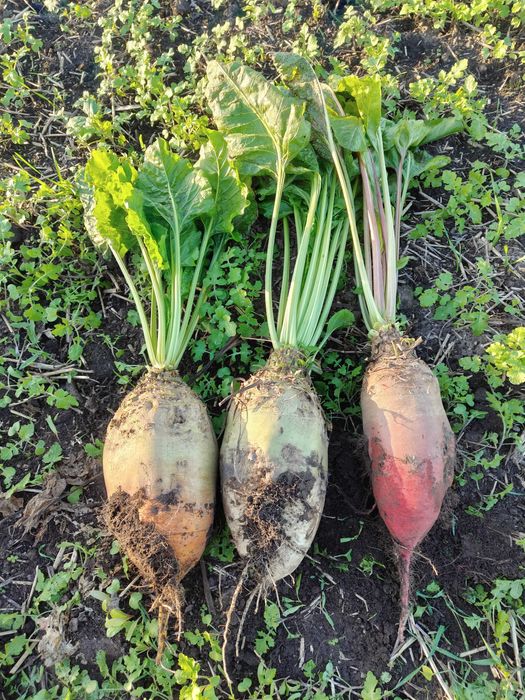 Sprzedam Buraki Pastewne