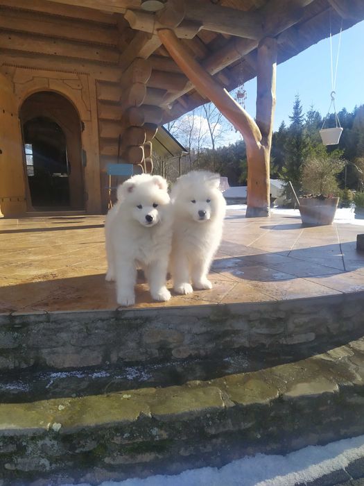 Samoyed samojed , FCI. Związek kynologiczny gotowe do odbioru