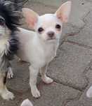 Chihuahua czilala maleńki piesek