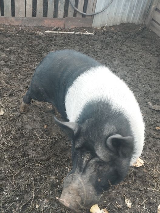 Продам кабанчика в'етнамский.