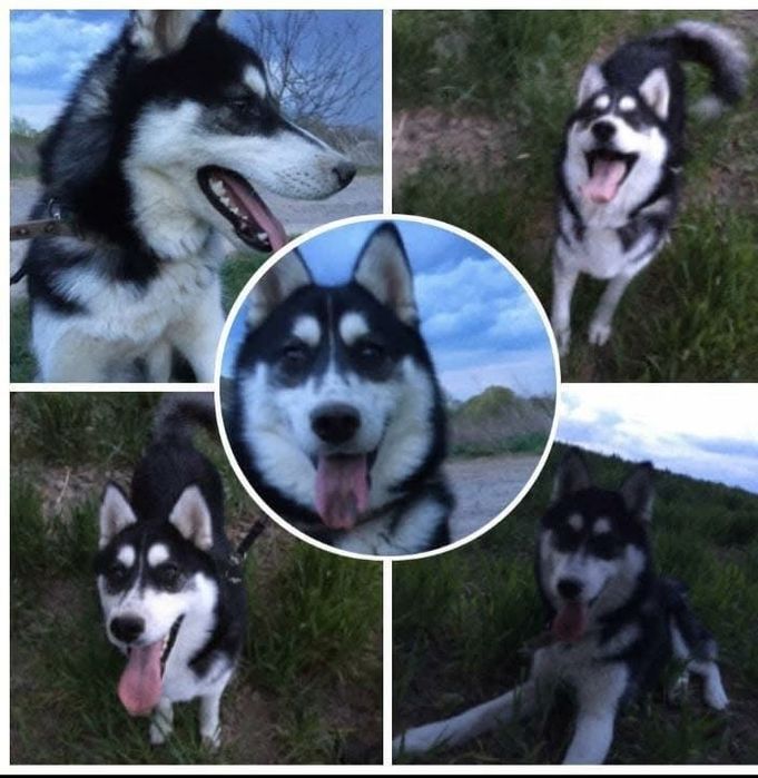 Віддам в добрі руки Хаски