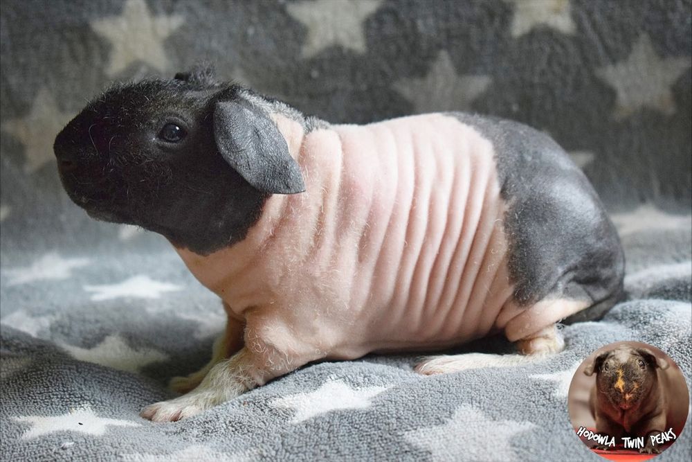 Świnka morska, świnka skinny. Rodowód, Hodowla.