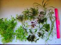 Растения аквариумные - набор для запуска
