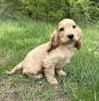 Piesek Cocker Spaniel