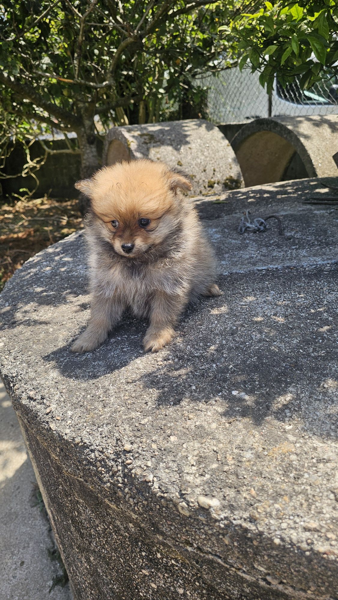 Lulu pomerânia / spitz alemão macho