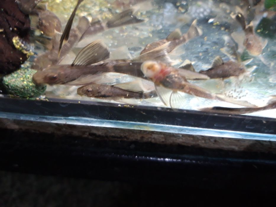 SUPER CENA Zbrojniki glonojad ancistrus green dragon LF ZIELONY SMOK