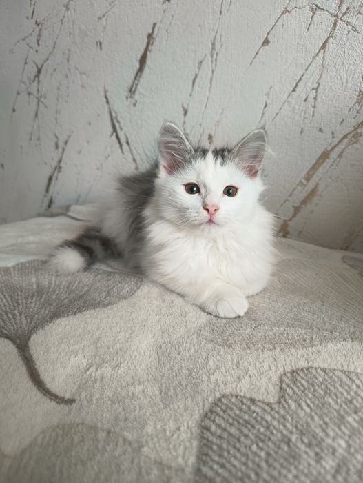 Kot , kociak , kocurek syberyjski