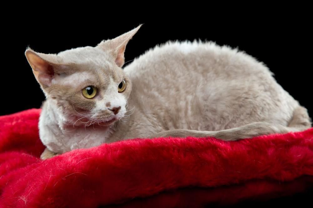 Reproduktor CHAMPION  Devon rex Liliowy bikolor C 03 23