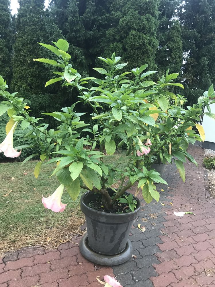 Datura duza kwiat pojedynczy morelowa ,rozowa