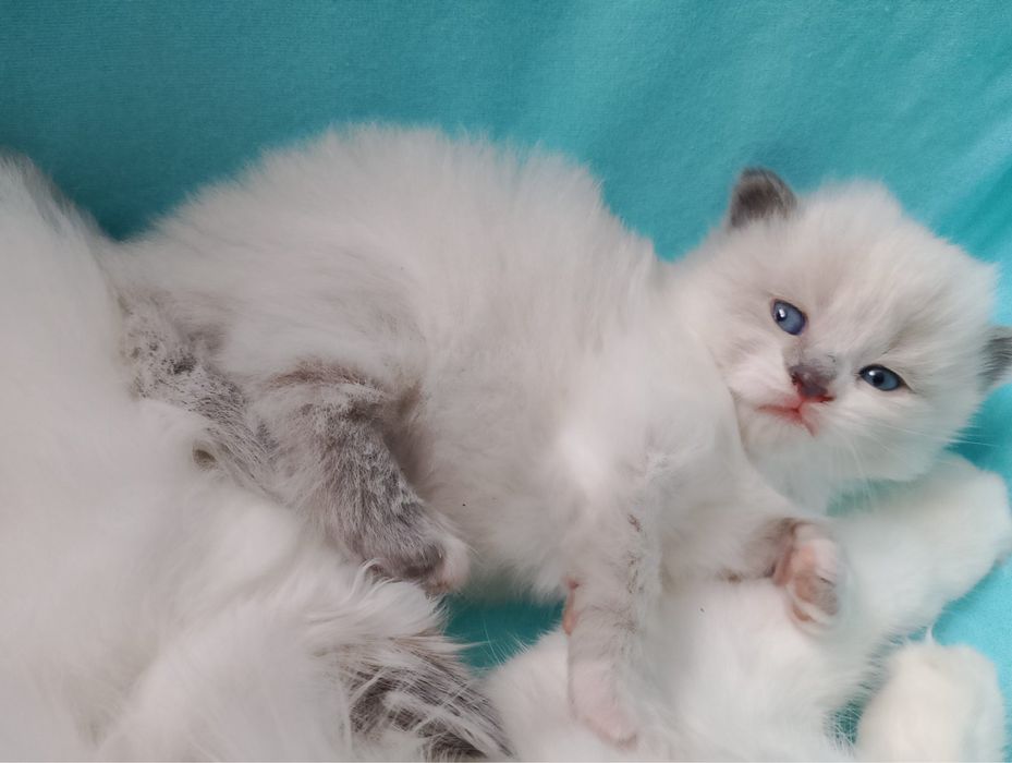 Котята породы Рэгдолл (Ragdoll)
